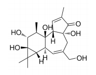 Phorbol结构式